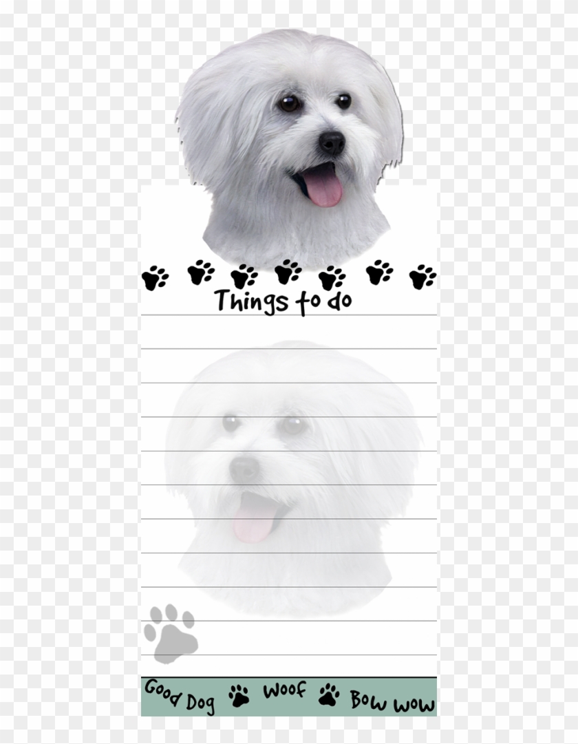More Views - Maltese Clipart #4759968