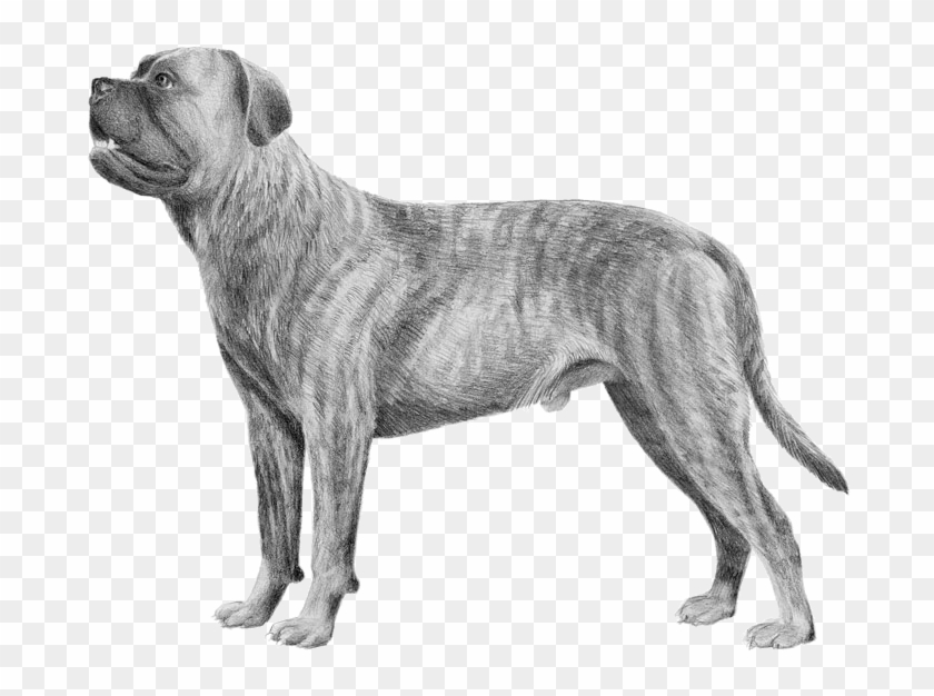 Cane Corso - Cane Corso No Background Clipart #4759990