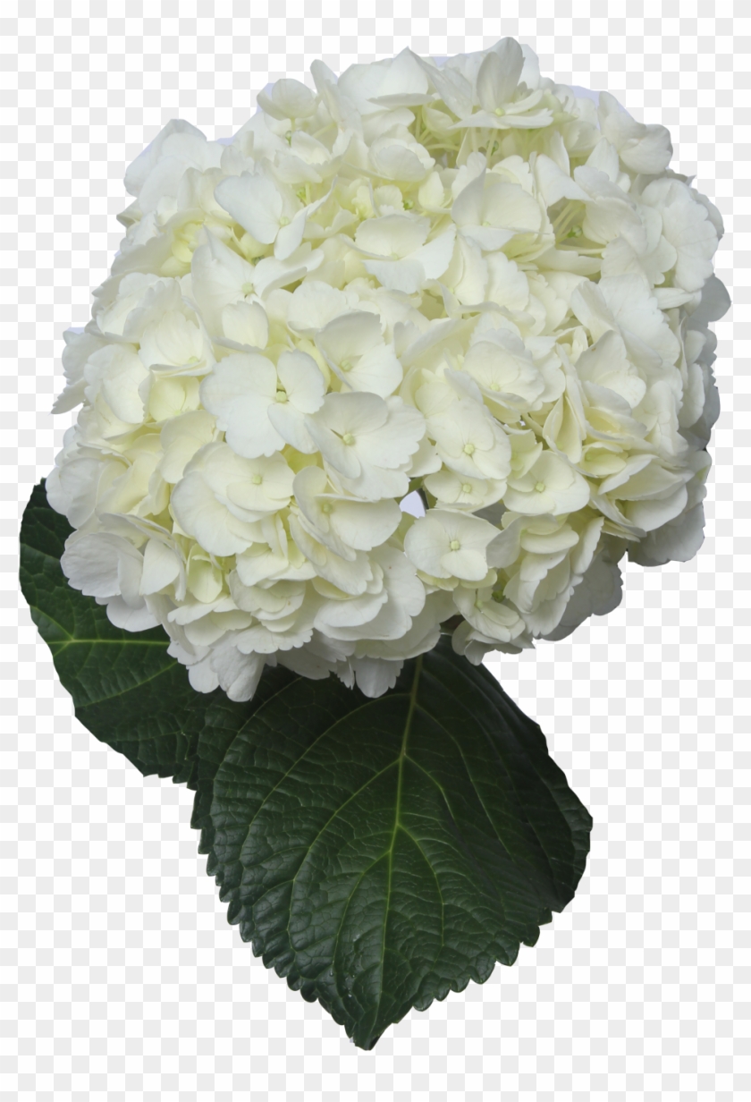 Hydrangea - Pictures V - 4 - 3 Png - - Png Hydrangea Clipart #4760394