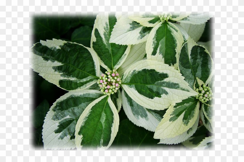 Hydrangea Mariesii Variegata - Verbena Clipart