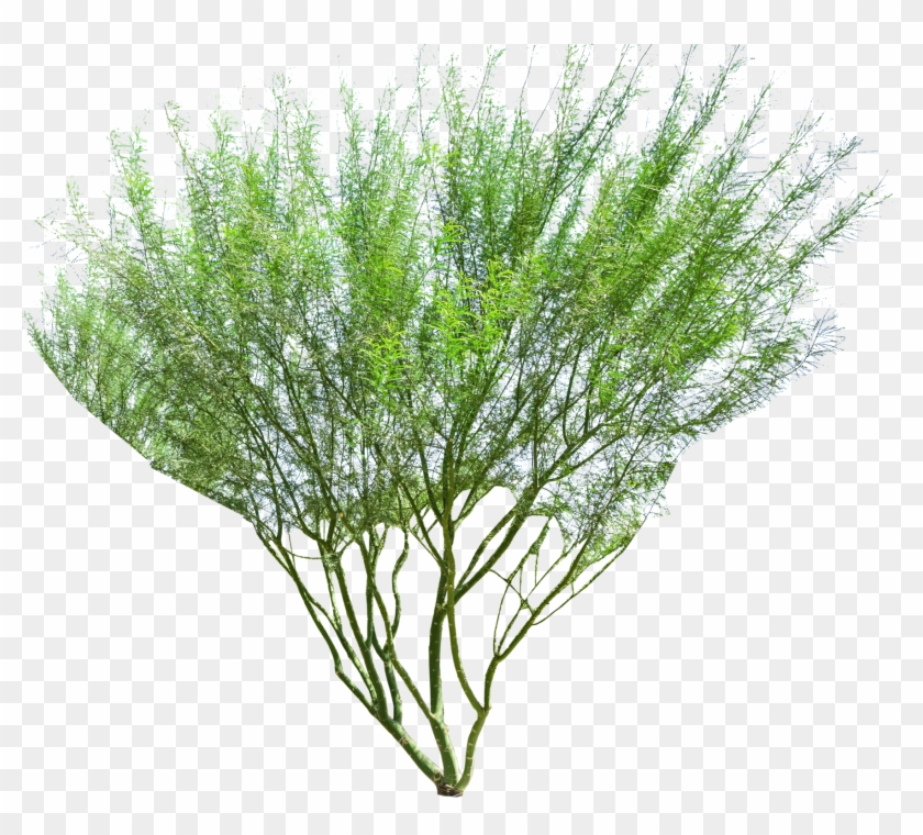 Museum Palo Verde - Palo Verde Tree White Background Clipart