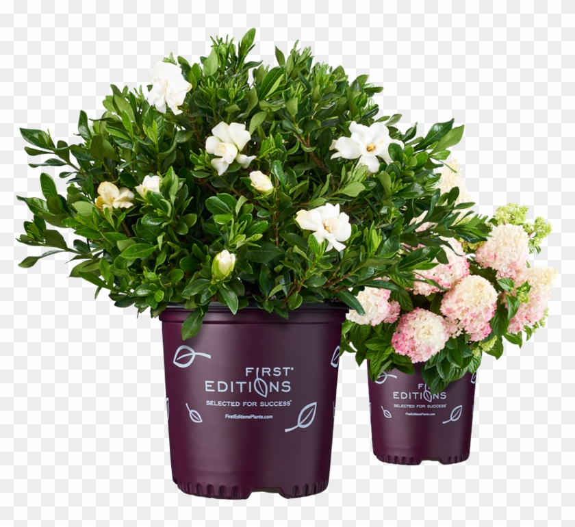 First Editions Potted Plants - Gardenia Clipart #4760827
