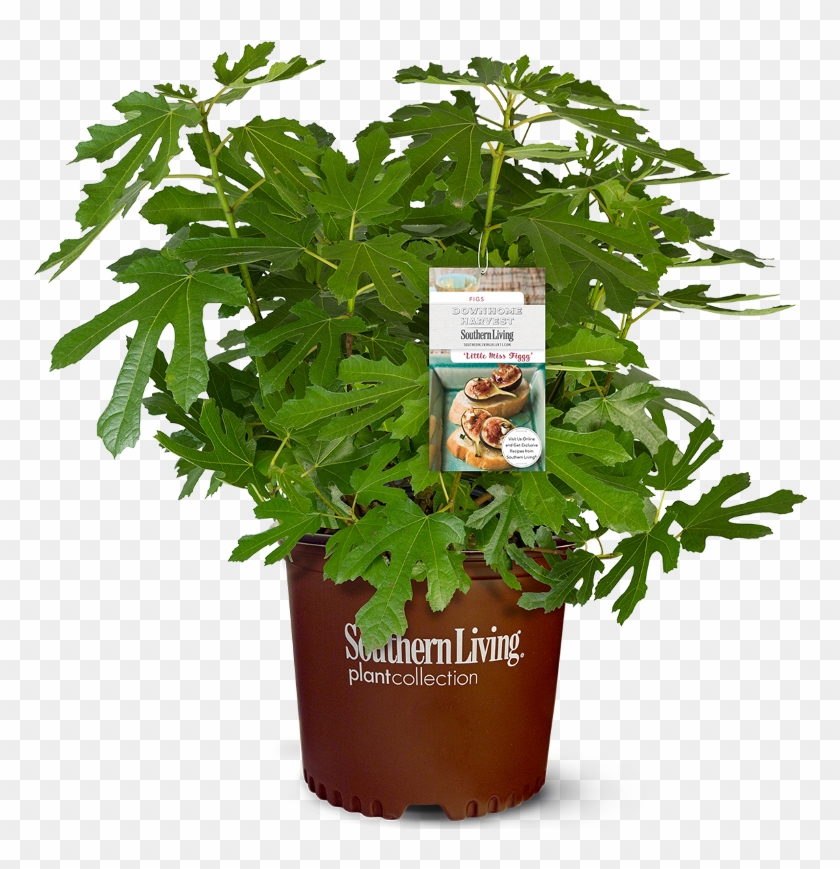 Little Miss Figgy Dwarf Fig Main - Little Miss Figgy Clipart