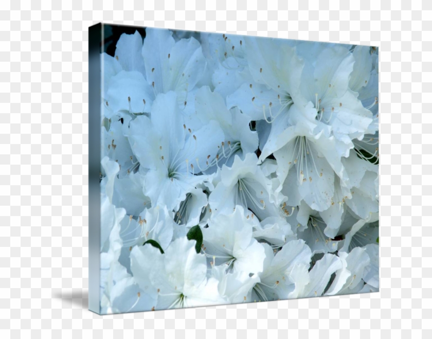 Clip Black And White Stock Azalea Drawing Rhododendron - Hydrangea - Png Download