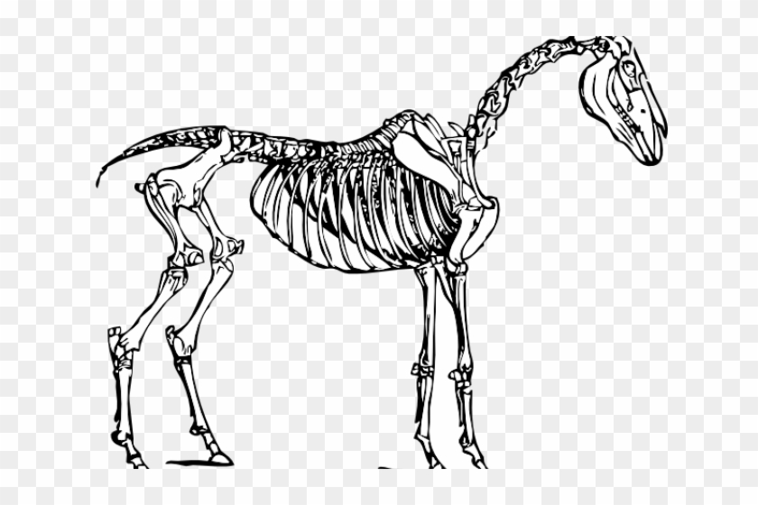 Horse Skeleton Clipart - Png Download