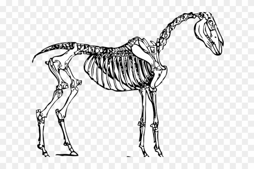 Horse Skeleton Clipart - Png Download #4761096