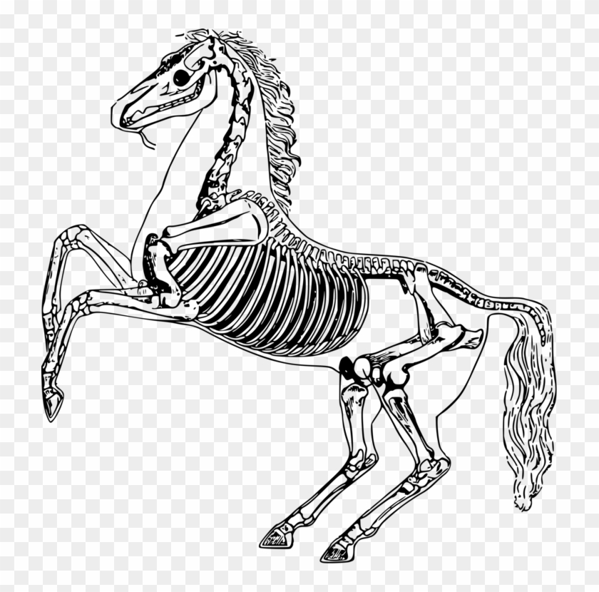 Skeletons Drawing Bones - Horse Skeleton Clipart - Png Download #4761131