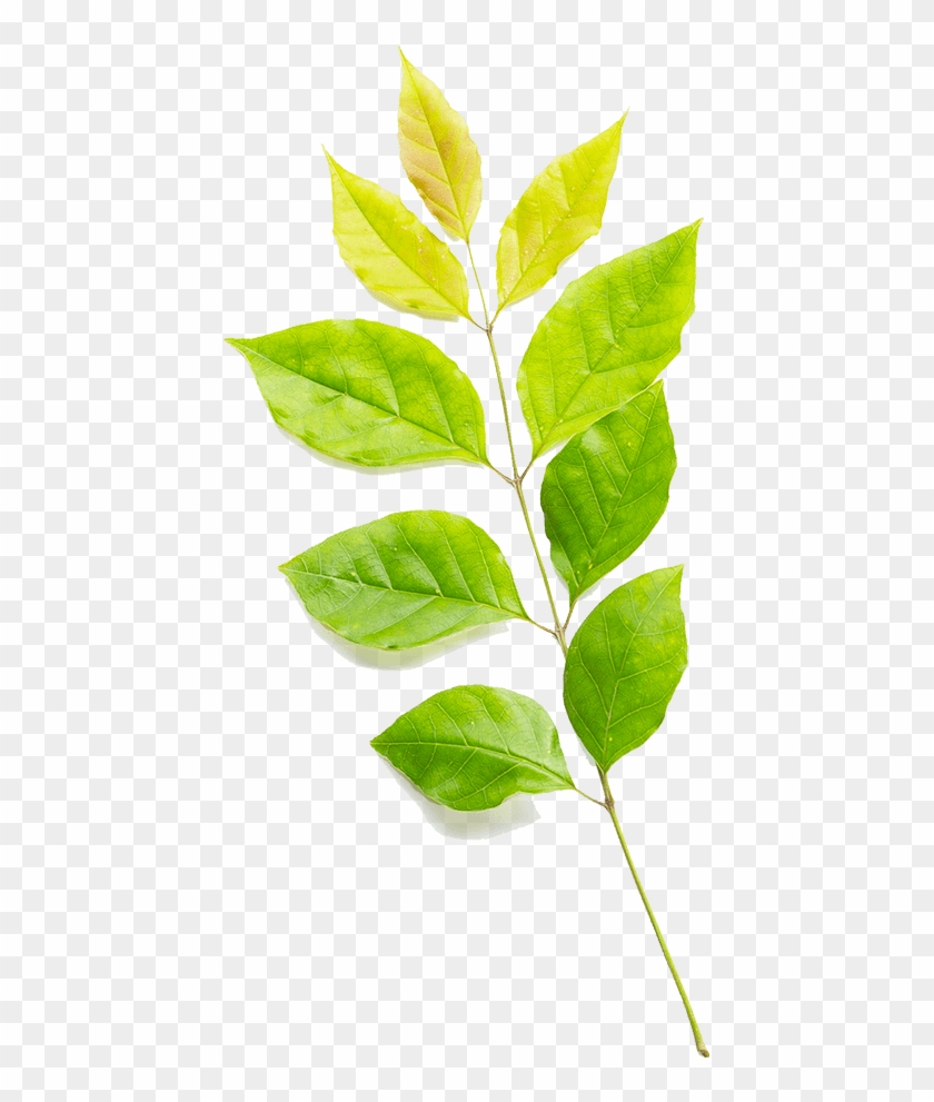 East Dallas, Lakewood, Lake Highlands, White Rock Lake, - Bay Laurel Clipart #4761419