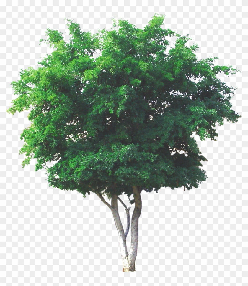 Texas Ebony - Texas Ebony Trees Clipart #4761565