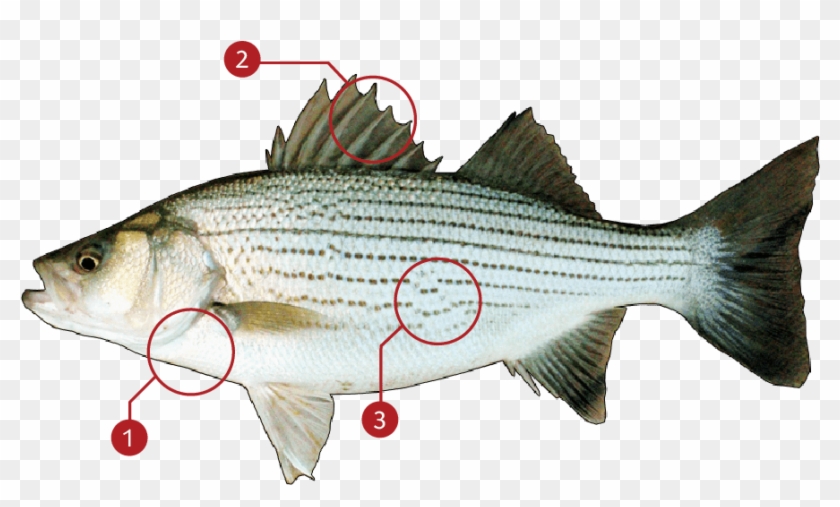 How To Identify A Striped Bass - Striper Bass Clipart #4764840