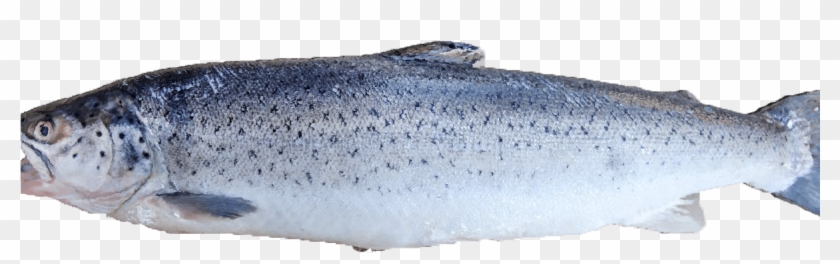 Steelhead-1200x441 - Whale Shark Clipart #4765028