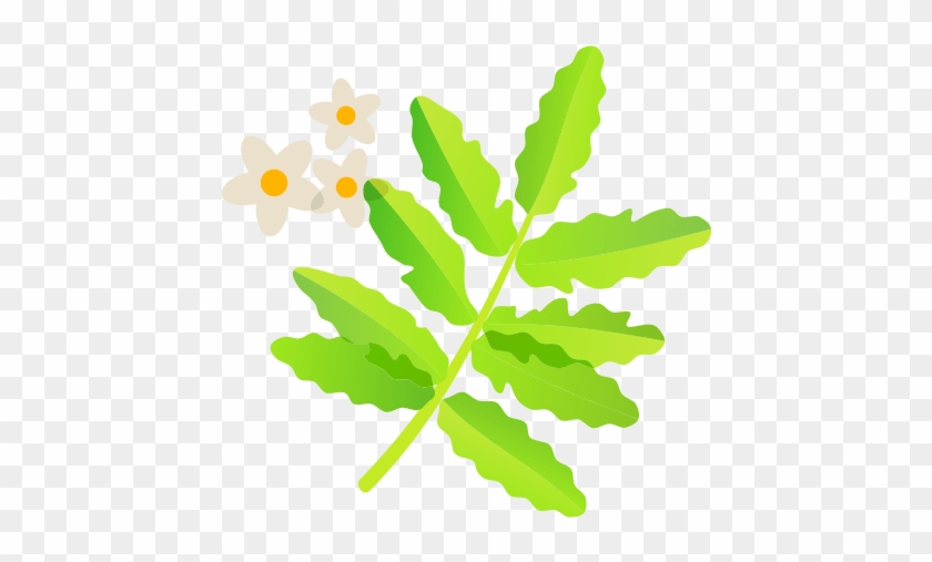 Frankincense - Liść Klonu Clipart