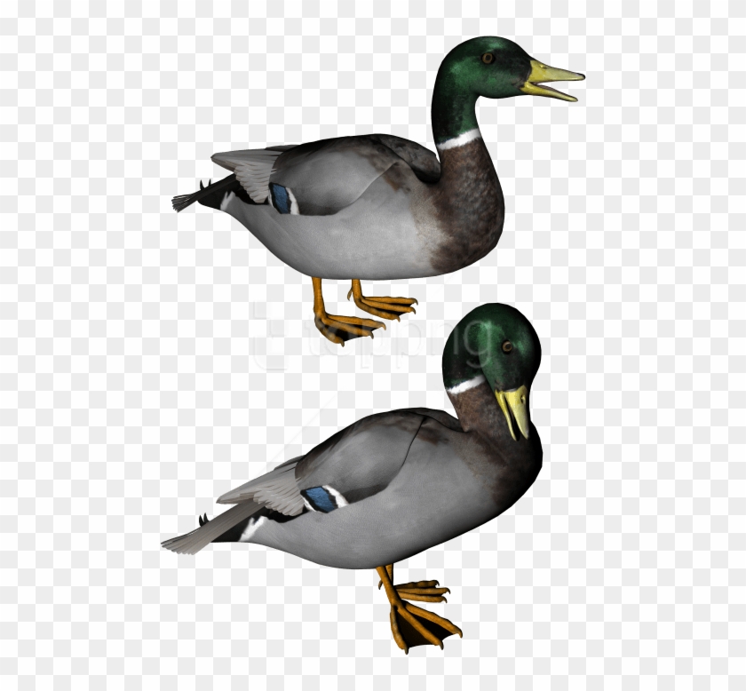 Free Png Download Duck Png Images Background Png Images - Duck Clip Art Transparent Png #4766774