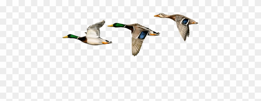 Bleed Area May Not Be Visible - Mallard Clipart #4767007