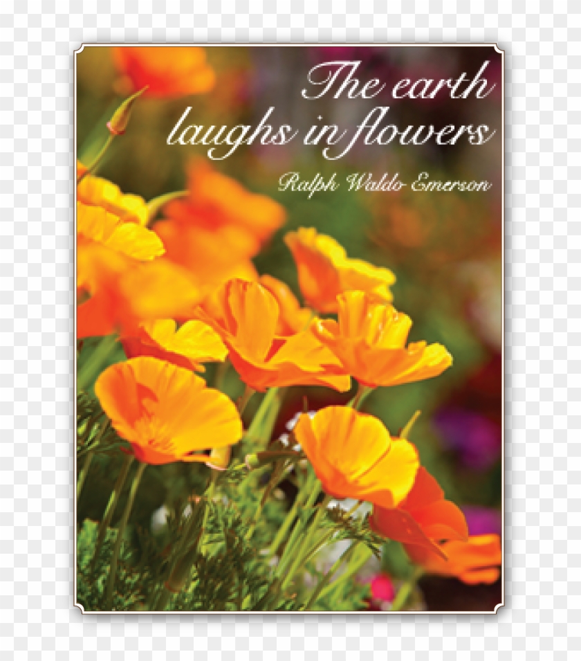 One Of My Favorite Quotes And California Poppies In - Boys Over Flowers Luxury Edition Clipart