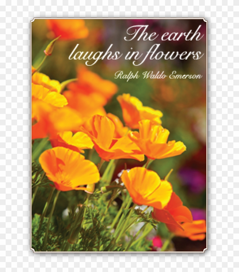 One Of My Favorite Quotes And California Poppies In - Boys Over Flowers Luxury Edition Clipart #4767548