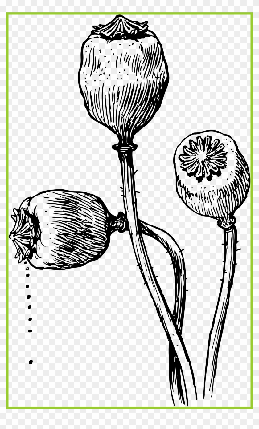 Amazing Seeds Love - Opium Clipart - Png Download #4767589