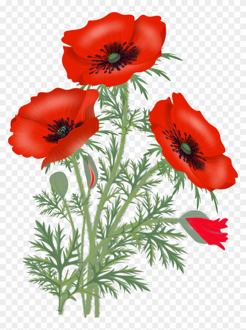 Pic @source - Poppy Flower Png Clipart
