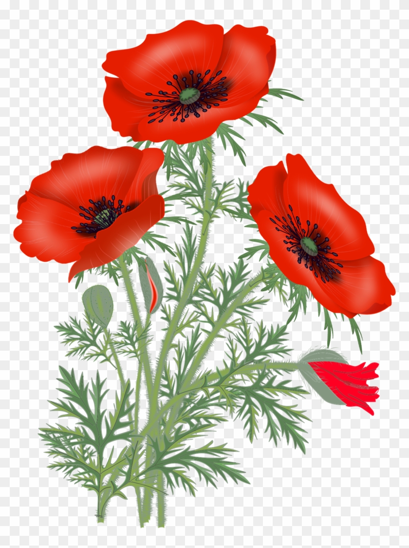Pic @source - Poppy Flower Png Clipart #4767764