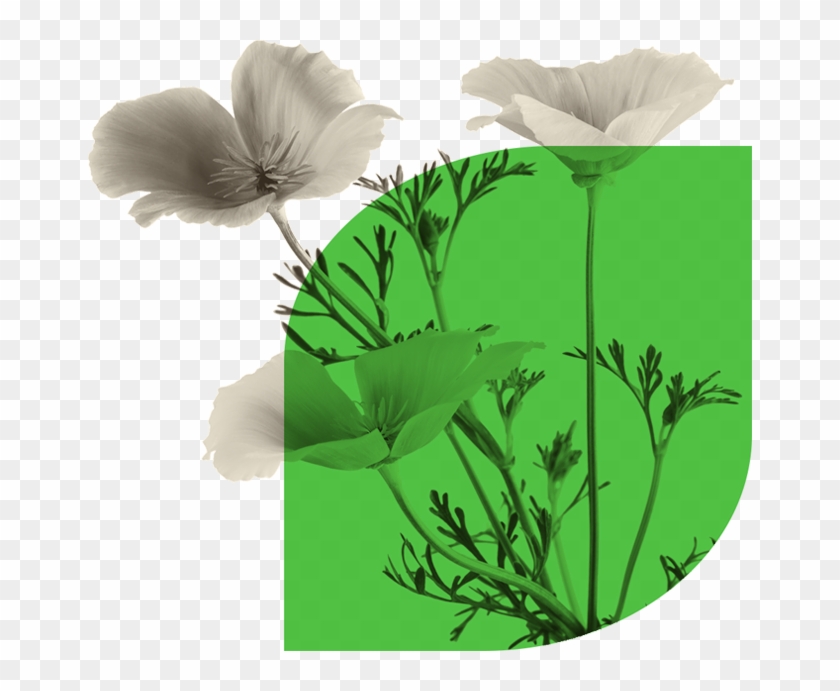 California Poppy Works Especially Well For Sleeplessness - Flower California Poppy Clipart