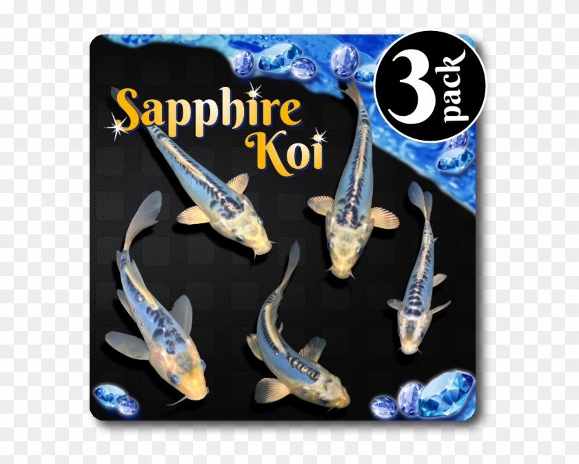 Sapphire Standard Fin Koi 3 Pack Free Shipping [sapphire3pk] - Whale Clipart