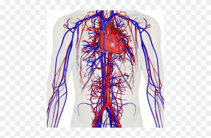 Screen 2 On Flowvella - Veins Red Or Blue Clipart