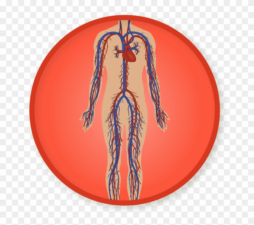 Win A Badge - Circulatory System Clipart