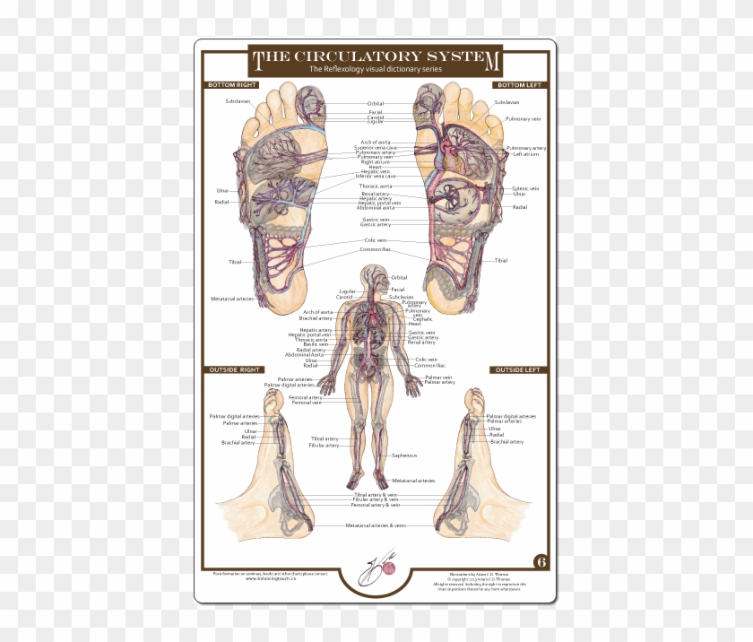 Reflexology Foot Charts Collection - Illustration Clipart #4772314