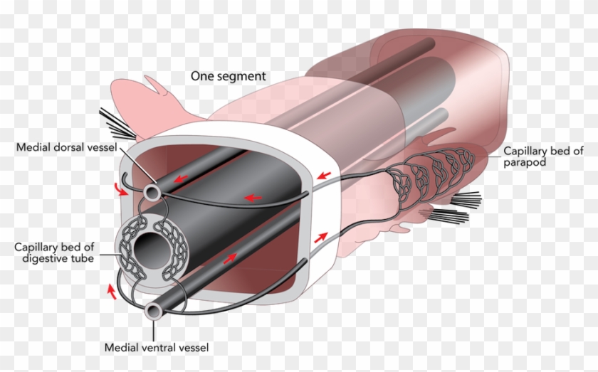 </strong> Circulatory System Clipart