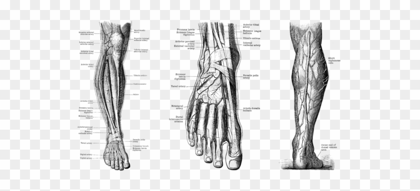 Click And Drag To Re-position The Image, If Desired - Circulatory System Of Foot Clipart #4772569