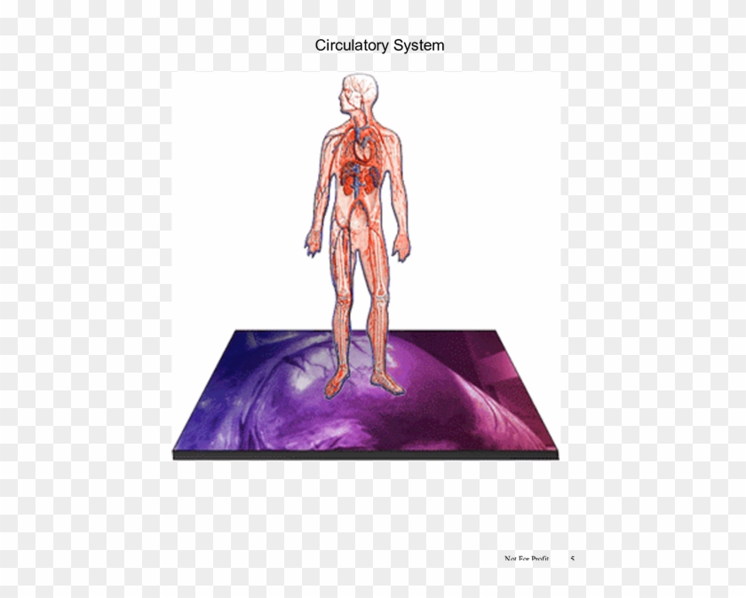 Page - Human Body Clipart #4772608