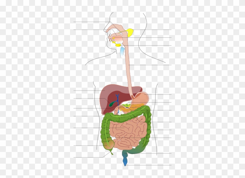 Circulatory System Diagram Unlabeled - Digestive System Diagram No Labels Clipart #4772798