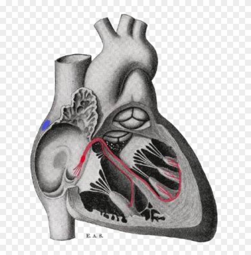 Schematic Representation Of The Atrioventricular Bundle - Crista Terminalis Clipart #4772909