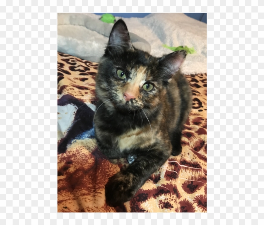 Donate To Petrescue - Domestic Short-haired Cat Clipart #4776242