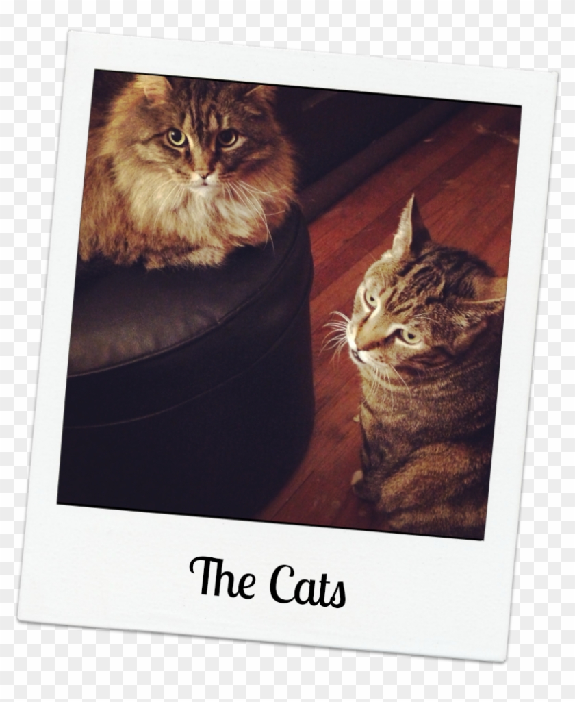 Both Cats - Target Corporation Clipart #4778100