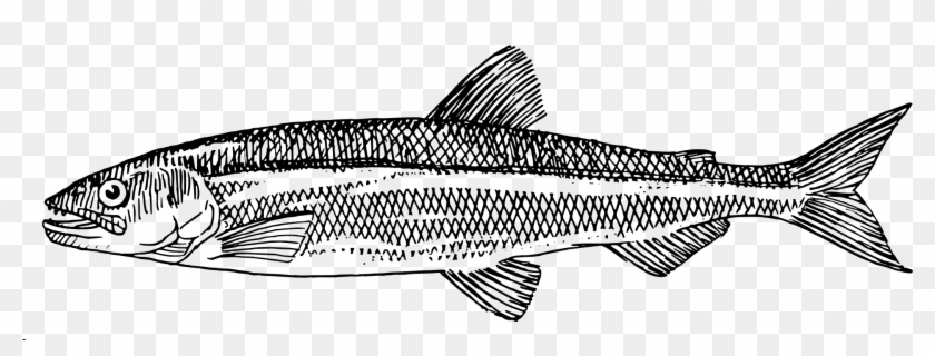 La Russ Restaurant Drawing - Atlantic Herring How To Draw Clipart