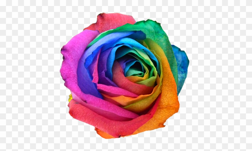 Click And Drag To Re-position The Image, If Desired - Rainbow Rose Png Clipart