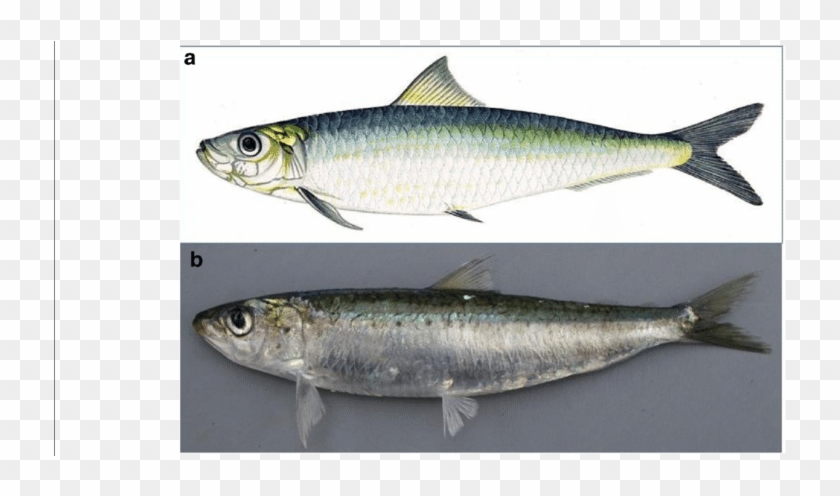 Images Used In The Projective Test Of European Sardine - Sardina Pilchardus Clipart #4779036