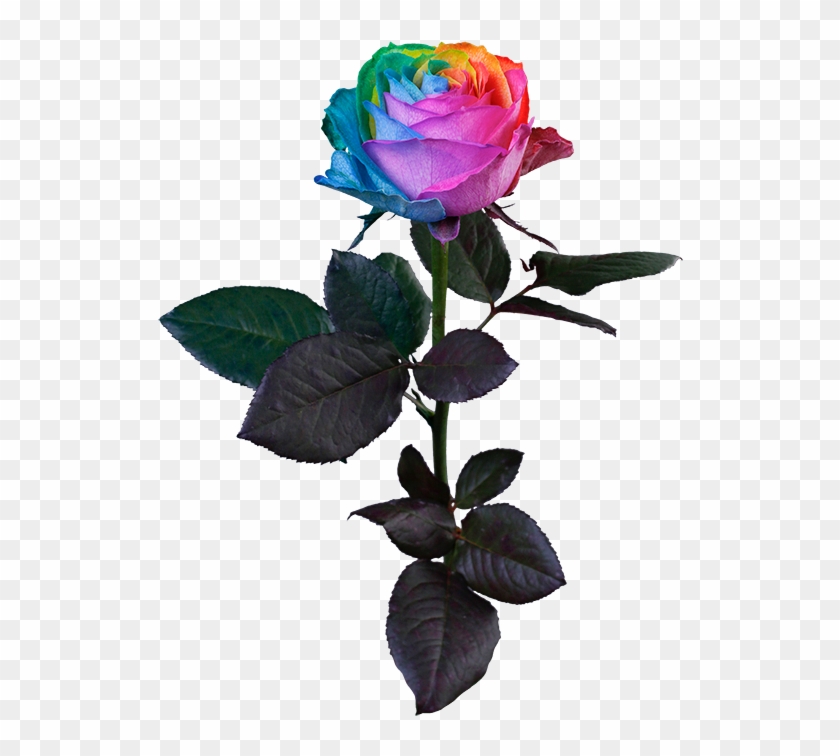 Rainbow Rose Clipart
