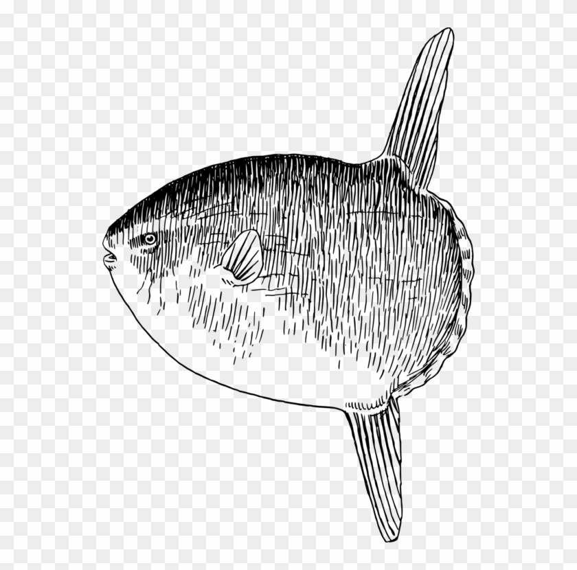 Sardine Marine Biology Fauna Marine Mammal Requiem - Coregonus Lavaretus Clipart #4779375