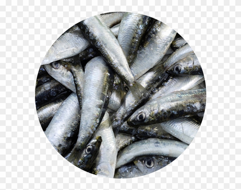Category Shrimp Kinds - Sardine Clipart