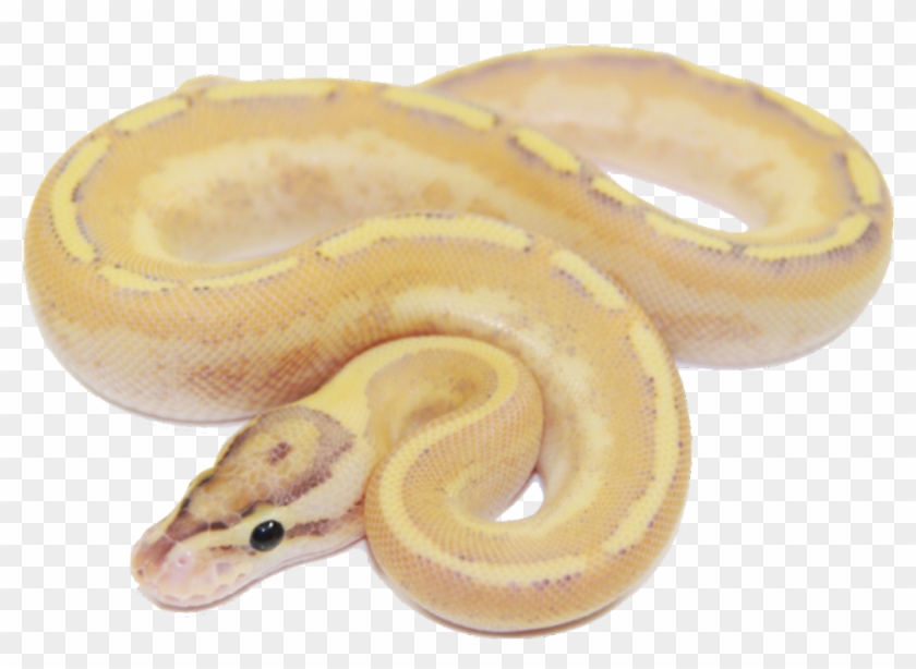 Enchi Puma Morphology - Serpent Clipart #4781650