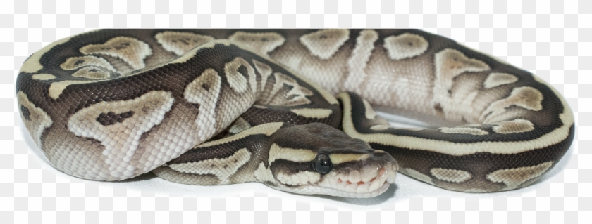 A Canadian Ball Python Breeder - Ball Python Transparent Clipart #4781753