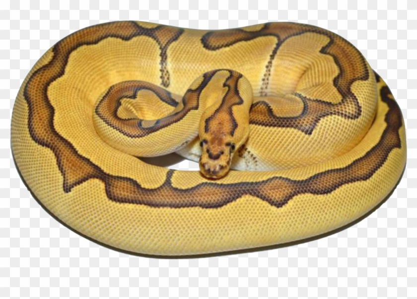 Enchi Clown I Made The Background Transparent For You - Rock Python Clipart