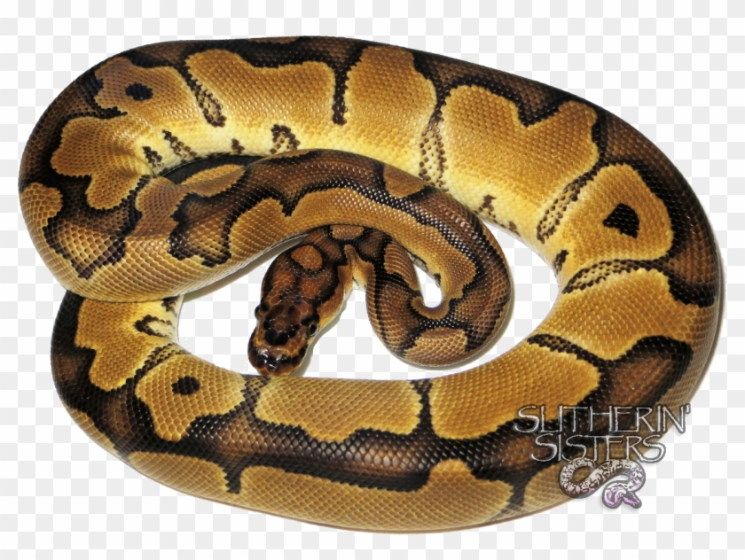 Serpent Clipart #4781890