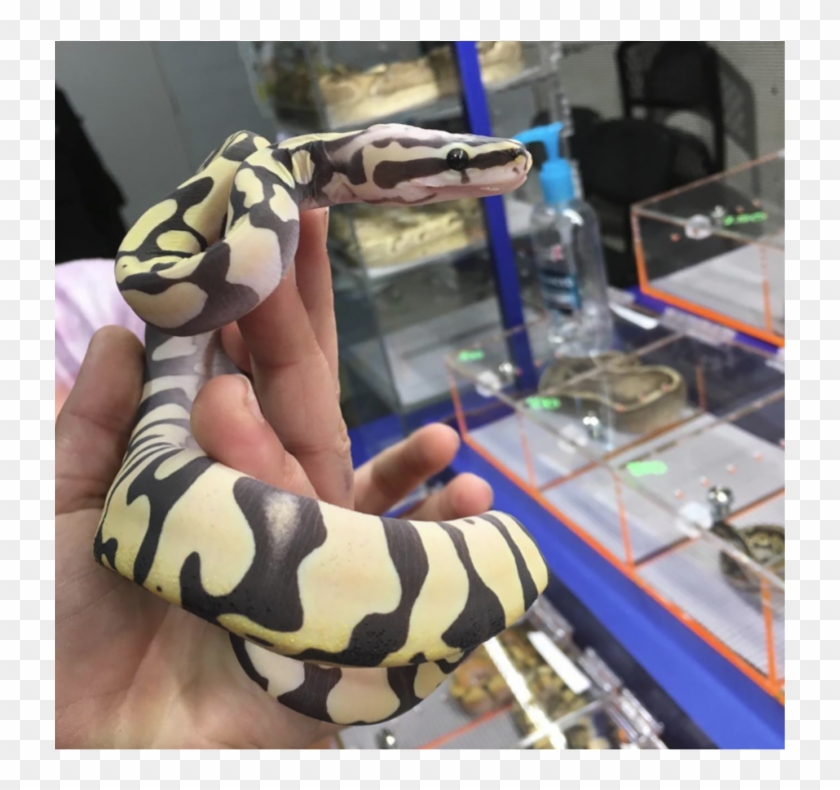 Scaleless Snake, Scaleless Head, Scaleless Ball Python - Burmese Python Clipart #4781951
