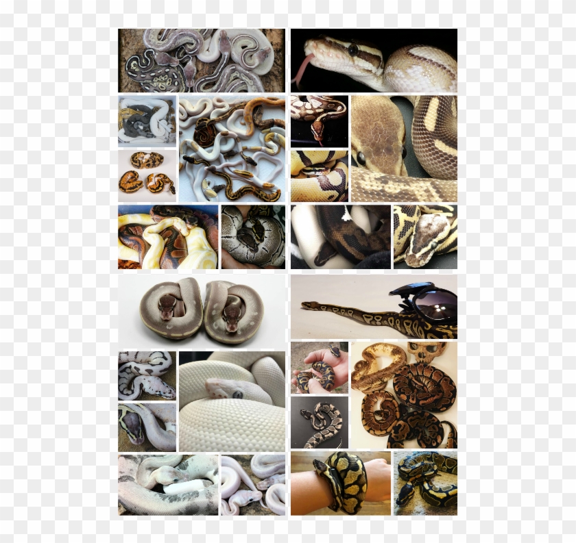 Ball Python Care Guide - Collage Clipart