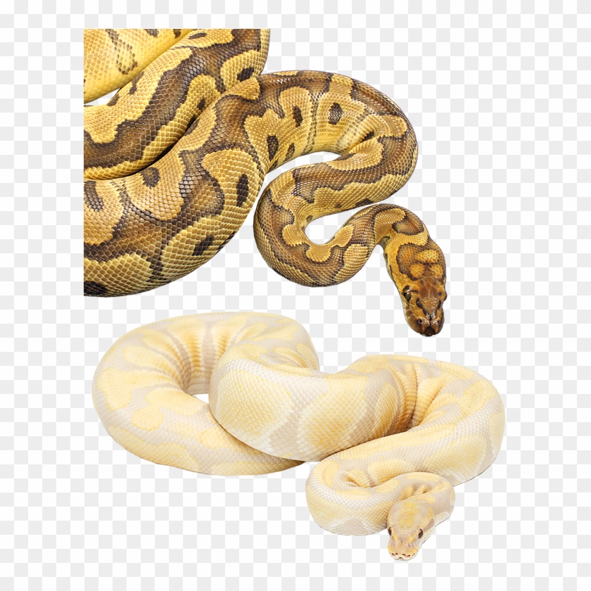 Monthly Special - Burmese Python Clipart #4782054