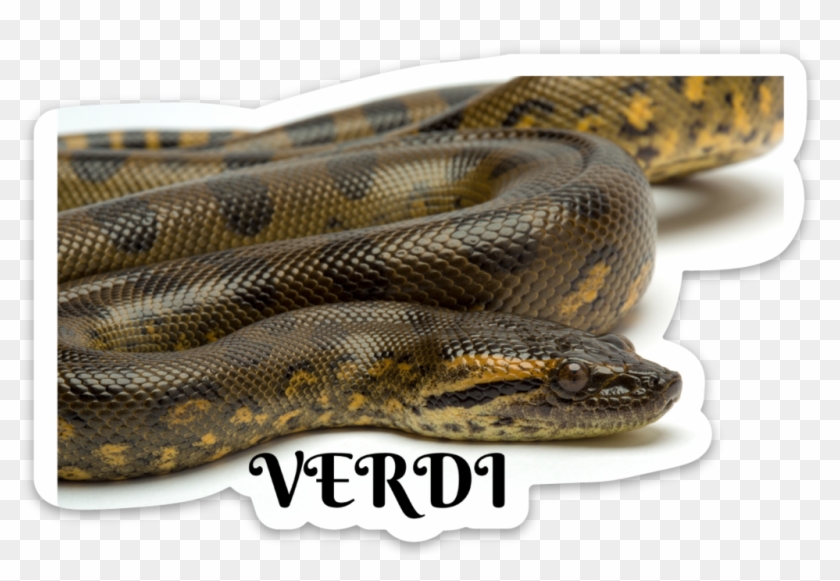 Python Clipart