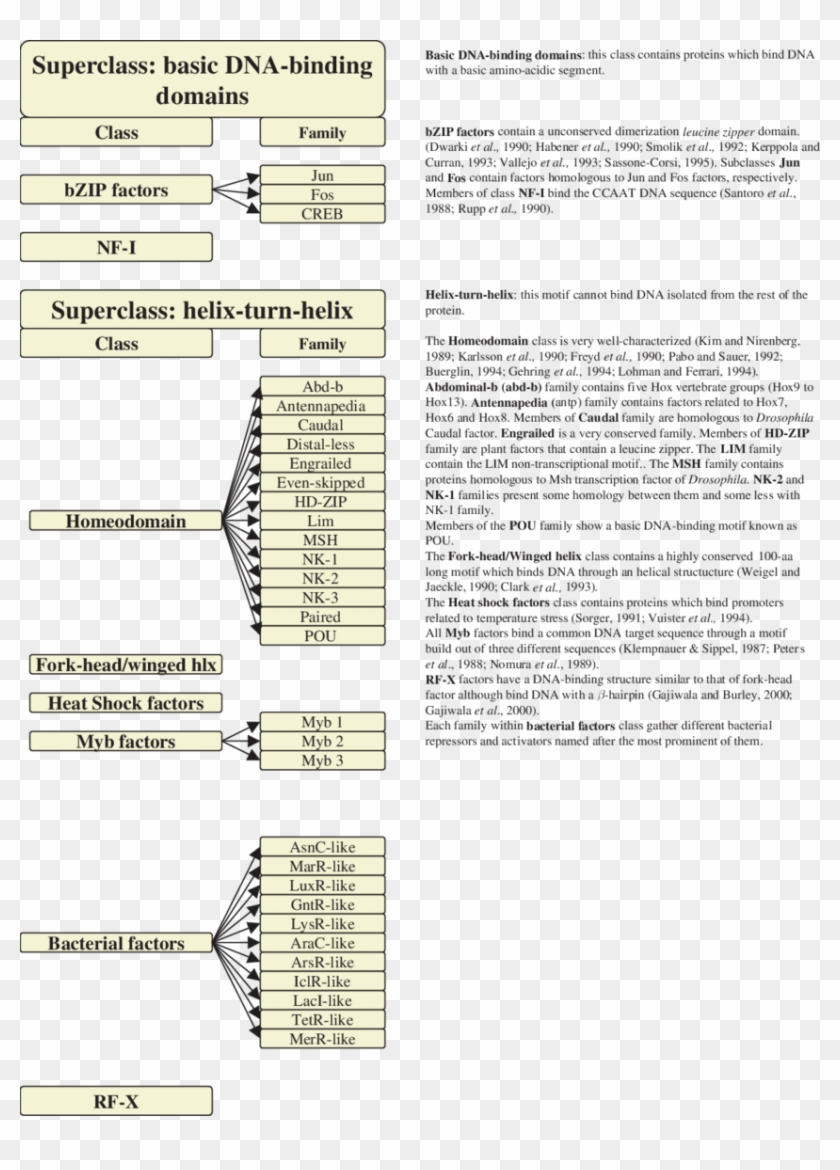 Classification Of The Different Dna Binding Domains - Dna Binding Protein Classification Clipart
